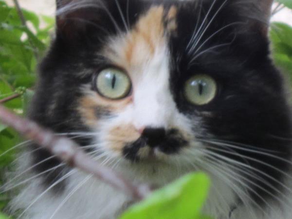/Images/uploads/Humane Society of Utah/HSUCalendar/entries/926thumb.jpg